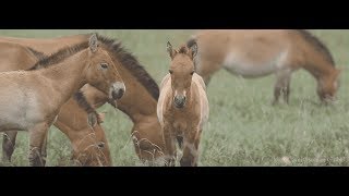 Wild Horse Conservation in Mongolia [upl. by Munmro]