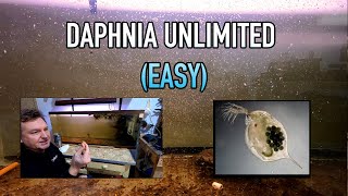 How I Raise Daphnia Water Fleas And You Can Too [upl. by Eixor685]