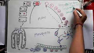 Malaria parasite life cycle in hindi [upl. by Bastian421]