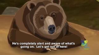 How Do Bears Hibernate [upl. by Haze]