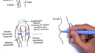 Clinical Anatomy  Knee [upl. by Ahsinehs]