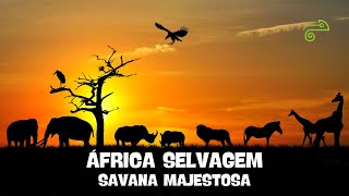 ÁFRICA SELVAGEM  Savana Majestosa [upl. by Ecnesse]