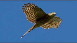 Sparrowhawk Bird Call Bird Song [upl. by Asikal]