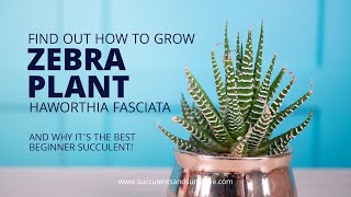 How to take care of Haworthia fasciata quotZebra Plantquot [upl. by Squires]