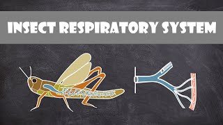 Insect Respiratory System  Entomology [upl. by Reema845]