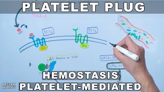 Primary Hemostasis  Part 1 Platelet Adhesion [upl. by Bilac]