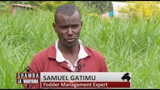 Fodder Farming for Profit efficiency of dairy farmers in Kenya – Part 2 [upl. by Esra]