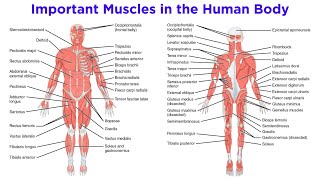 The Muscular System [upl. by Ynomrah]