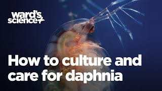 Caring and Culturing for Daphnia [upl. by Yllitnahc983]