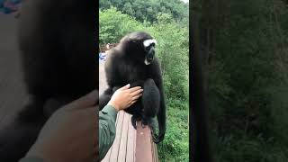 This is how Gibbon ape screams [upl. by Gibert]