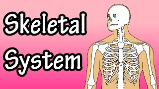 The Skeletal System  Skeletal System Functions  Skeletal System Basics [upl. by Nonnarb]