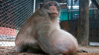 Obese monkey in Thailand put on a strict diet [upl. by Feigin]