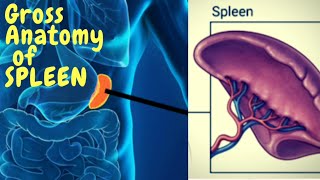 Anatomy of Spleen  Gross External features  blood supply  clinical [upl. by Carmelina]