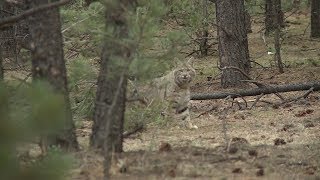 How to hunt bobcats  Fred Eichler [upl. by Benjamen519]