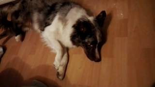 Epilepsie Hund Australian Shepherd Krampf Anfall [upl. by Erlene]