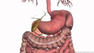 Introduction to the Digestive System Part 3  Intestines and Beyond  3D Anatomy Tutorial [upl. by Oinolopa]