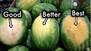 How To Pick The Sweetest Watermelon Every Single Time [upl. by Rutra835]