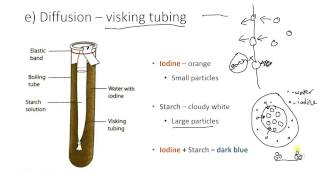 Visking tubing [upl. by Ameekahs]