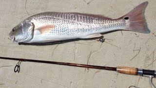 St George Island State Park Red Fish [upl. by Diley]