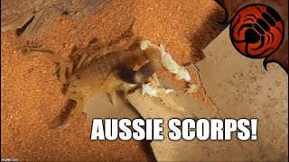 Australian scorpions  setup [upl. by Garreth]