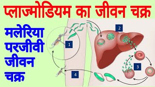 Life cycle of plasmodium  Malaria plasmodium  Plasmodium vivax  The Malaria life cycle explained [upl. by Kind]