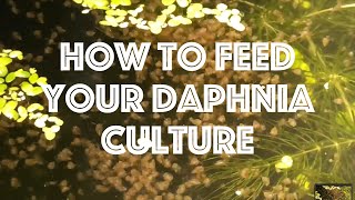 How To Feed Your Daphnia Culture [upl. by Anirdua]