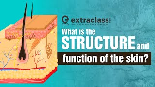 What is the structure and function of the skin  Biology  Extraclasscom [upl. by Nylirek]