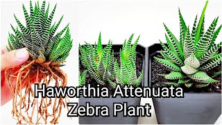 Haworthia Attenuata Zebra Plant Propagation  Subtitles Available [upl. by Patrizius]