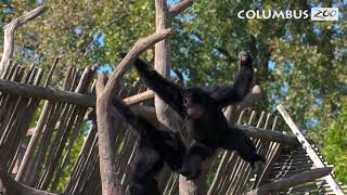 Why do Gibbons Sing — Columbus Zoo Qs [upl. by Alver]