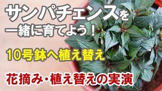 サンパチェンスを一緒に育てよう 花摘みと植え替えの実演 これまでにしてきた事のまとめ [upl. by Margot709]