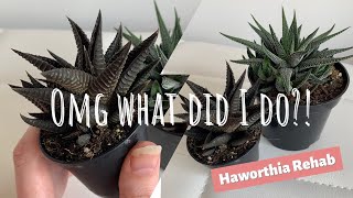 What did I do to my Haworthia Explanation and revival plant care video [upl. by Ailic396]