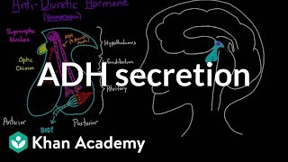 ADH secretion  Renal system physiology  NCLEXRN  Khan Academy [upl. by Knudson]