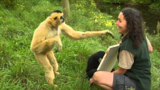 Conservation Connection White Cheeked Gibbon [upl. by Anailuj247]