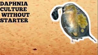 HOW TO CULTURE DAPHNIA NATURALLY WITHOUT A STARTER [upl. by Rubenstein889]