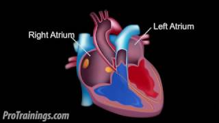 The Cardiac Conduction System [upl. by Kerrie]