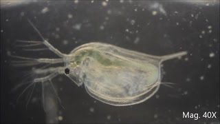 Daphnia magna under the Microscope [upl. by Ariamoy]