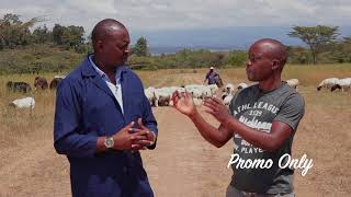 Dorper Sheep in Kenya  Sessions Lengetia Farm Visit [upl. by Anan39]