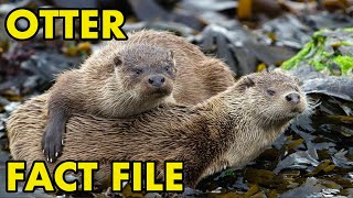 Eurasian Otter Fact File British Wildlife Facts [upl. by Irac]