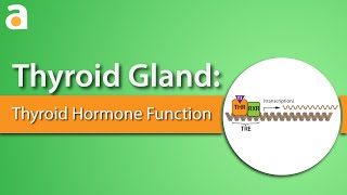 Thyroid Gland Thyroid Hormone Function [upl. by Ellohcin]