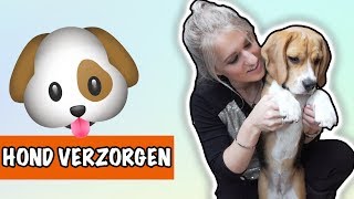 Hoe verzorg je jouw hond  DierenpraatTV [upl. by Amaso]