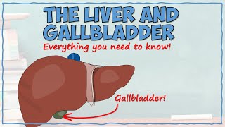 The Liver and Gallbladder [upl. by Enimrac518]