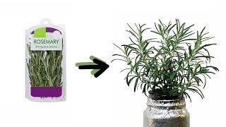 How to Grow Rosemary Cuttings from the Grocery Store [upl. by Nosila]