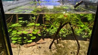 Otocinclus vittatus Breeding Project  Part 1 The Aquarium [upl. by Wurster418]