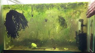 Scuds Daphnia Cherry Shrimp Copepods My aquatic food culture [upl. by Vange]