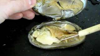 Bivalve Anatomy freshwater mussel [upl. by Nanni]