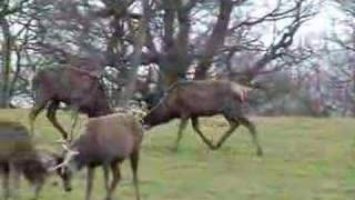 Red deer stags rutting [upl. by Atiuqan572]