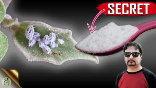 SECRET BAKING SODA HACK  The Most Powerful Organic Pesticide Mixture [upl. by Kcinom]