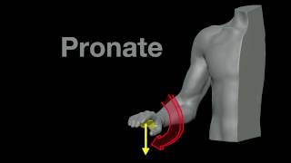 Arm Muscles 21 Pronation and Supination [upl. by Whorton418]