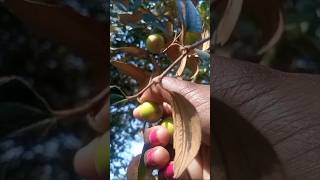 Jujube fruits  Plucking ASMR [upl. by Aihsela]