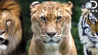 How Evolution Creates Hybrid Animals [upl. by Lejna]